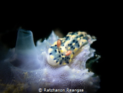 Shot on TG-6 on 5 Oct 2024 at Samaesan 
Dive site: Harde... by Ratchanon Reangsa 